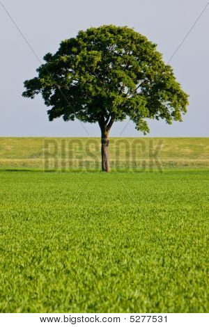 Platteland weide en boom