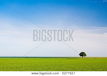 Platteland weide en boom