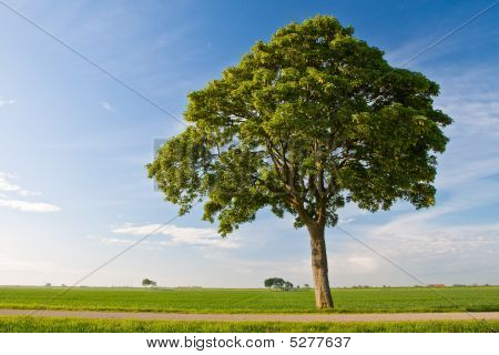 Platteland weide en boom