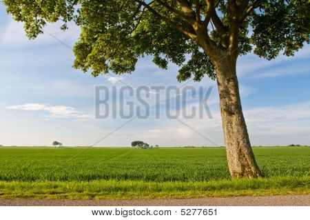 Platteland weide en boom