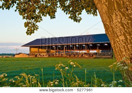 Landschap met koe Stable
