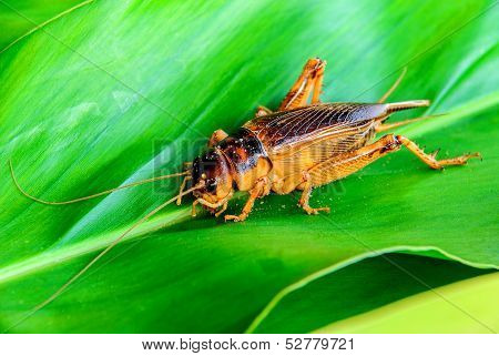 Cricket In Nature