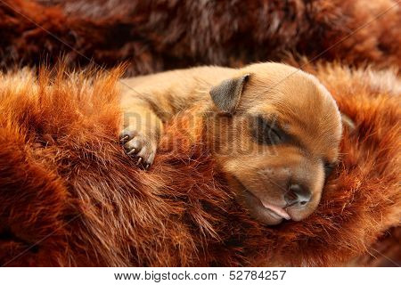 The Miniature Pinscher Puppy