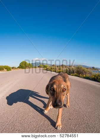 Stray dog on the road on a sunny day