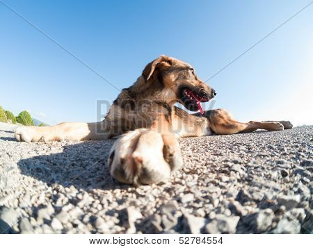 Stray dog on the road on a sunny day