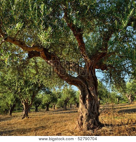 Olive Trees
