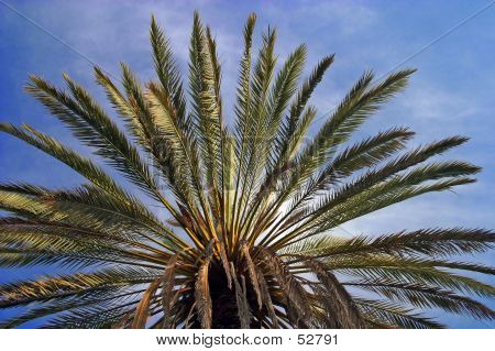 Albero di Palma...