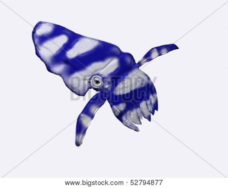Cuttle fish