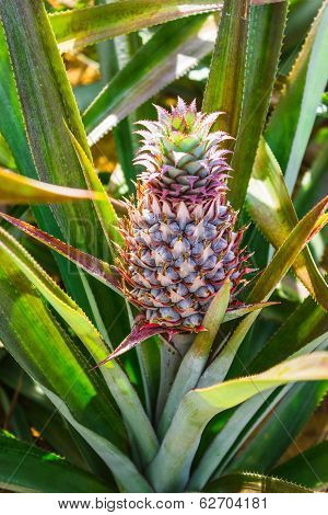 Fresh Pineaple On Bush With Leaves