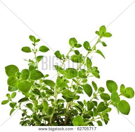 fresh flavoring Herb Marjoram (origanum majorana ) isolated on white background 