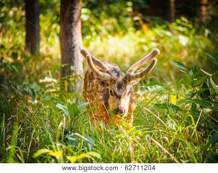 Chital