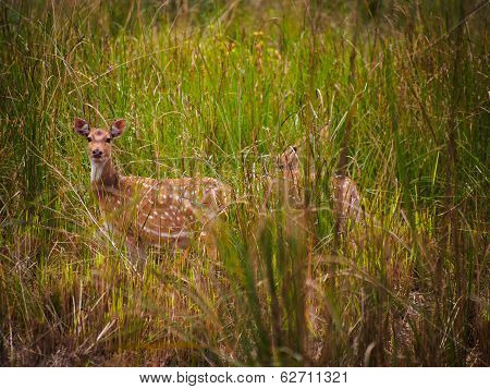 Chital