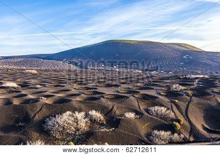 Landscape La Geria In Lanzarote, A Wine Area On Volcanic Ashh