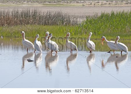 American White Pelican