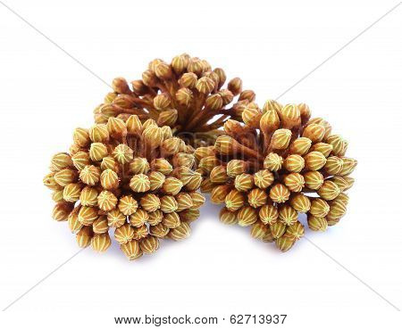 Araliaceae