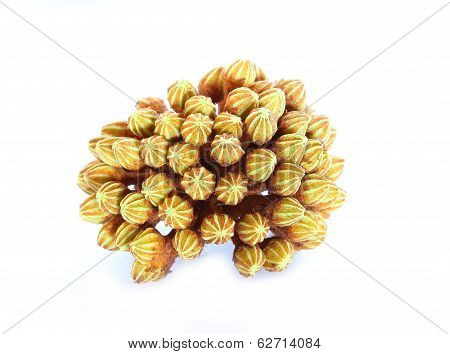 Araliaceae