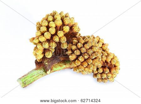Araliaceae
