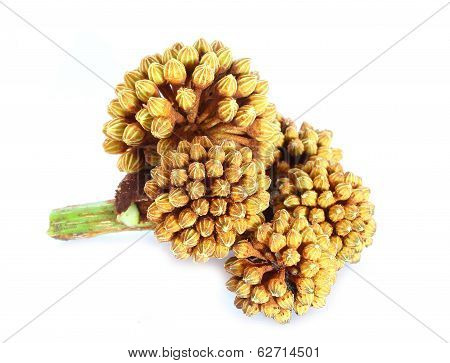 Araliaceae