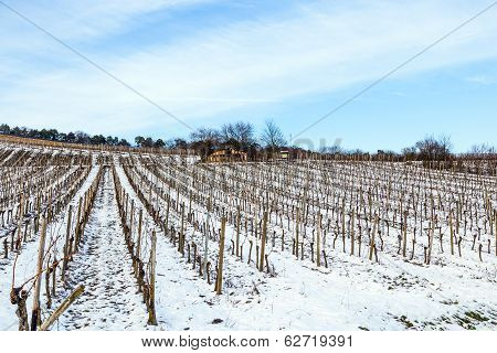 Beautiful Vineyard In Winter