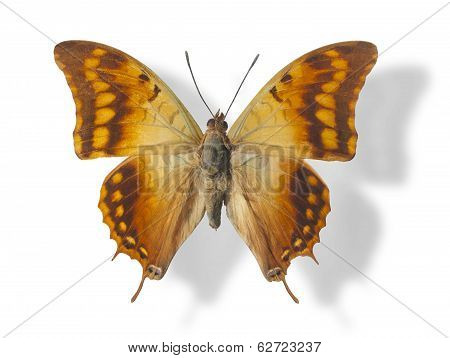 Butterfly Isolated On White.