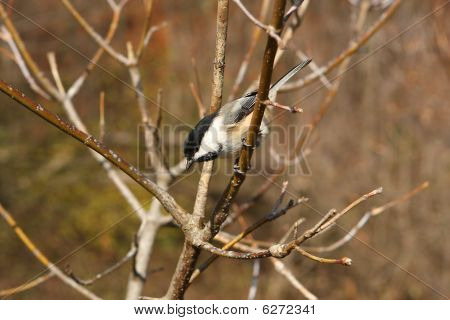 Blackcapped los pájaros Chickadee