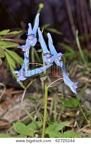 Flowers Of Birthwort