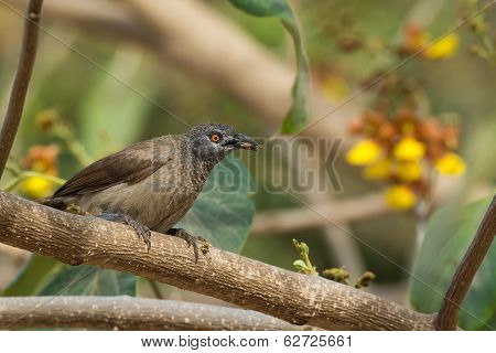 Brown Babbler With An Insect In Its Mouth