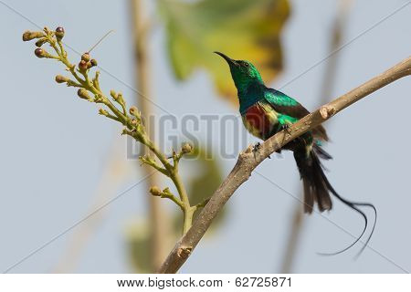 Male Beautiful Sunbird Giving His Tail Streamers A Shake