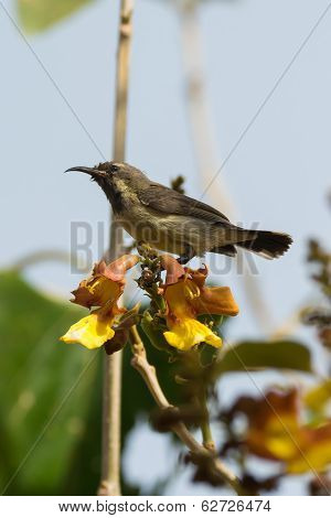 Young Beautiful Sunbird Perched On Yellow And Brown Flowers