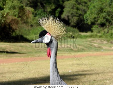 Afrikanische Crested Kran