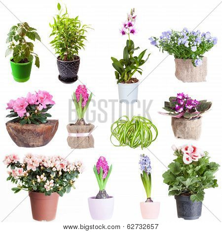 Set of houseplants