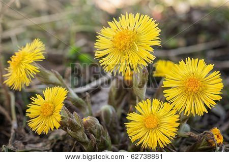 Coltsfoot Medical First Flower On Spring