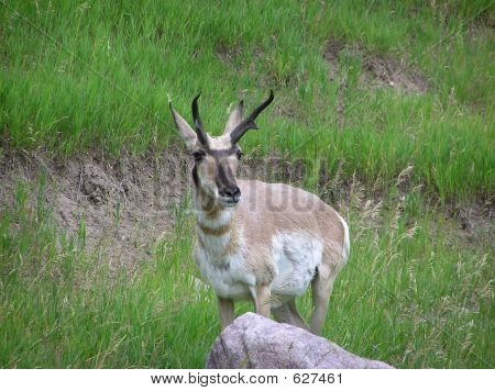 Antilocapra americana