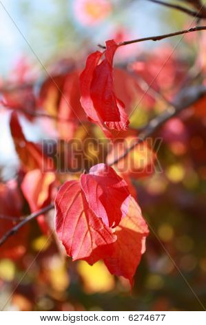Autumnal ใบไม้สวยงาม