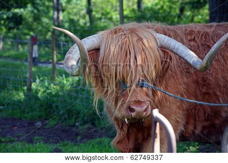Scottish Highland Cow