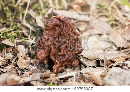 Closeup Of Stone Morel Mushroom