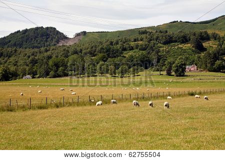 Sheep in a Field