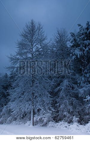 The  Tree