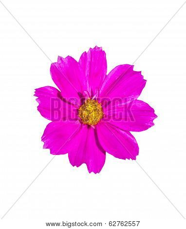 Pink Mexican Diasy Flower