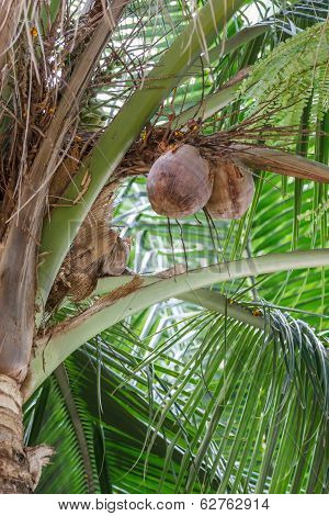 Pile Of Coconuts