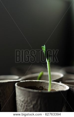 Seedling in window light