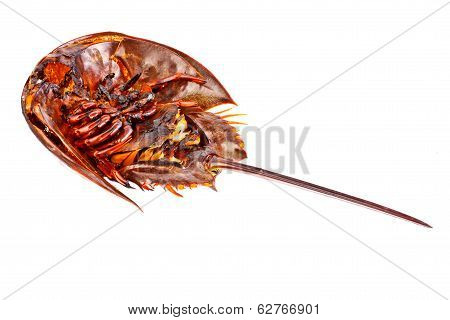 Roasted Horse Shoe Crap In Isolated