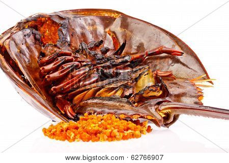 Roasted Horse Shoe Crap In Isolated