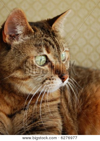 Tabby cat looking at future