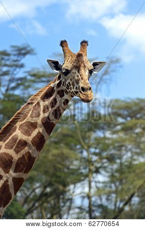 Giraffe