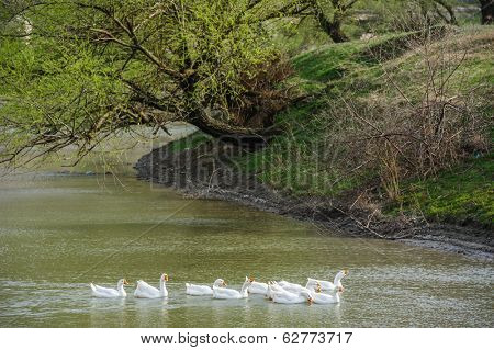 white domestic geese sweeming on river water