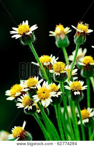 Bloming Flower Of Grass