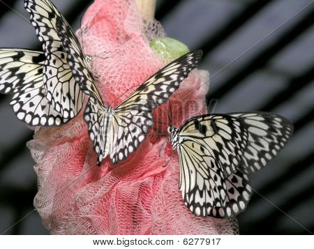 ผีเสื้อ (คิด Leuconoe)