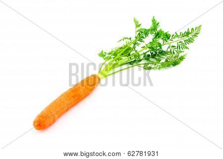 Fresh Organic Carrots On White Background