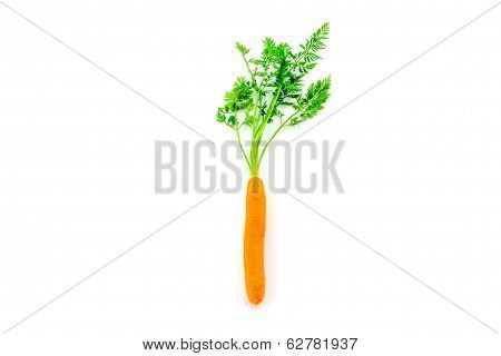 Fresh Organic Carrots On White Background